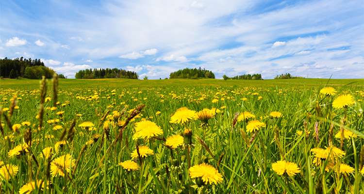 DandelionField