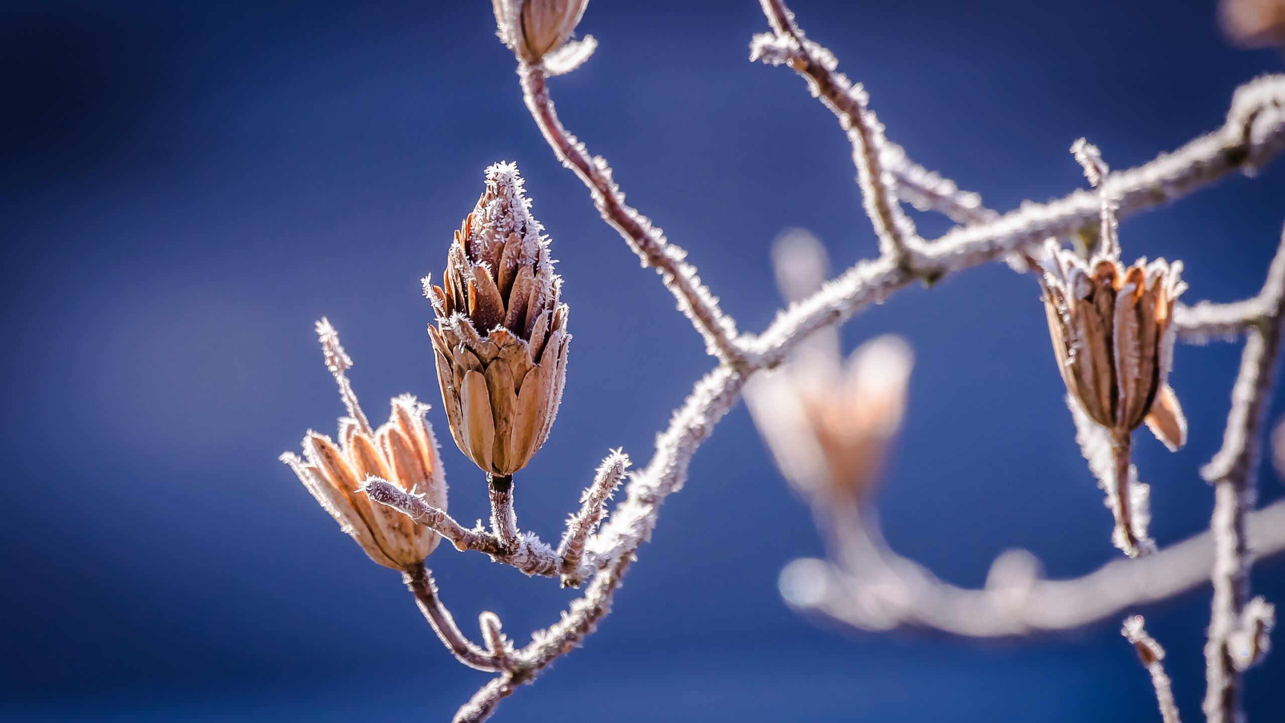 IcyBuds