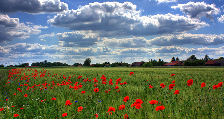 PoppyField