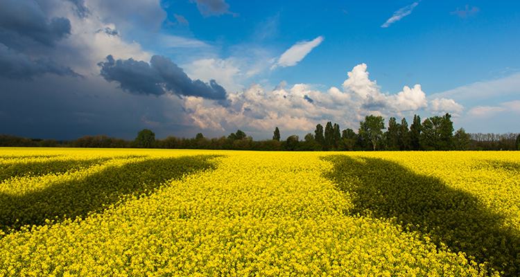 Ukraine-Fields