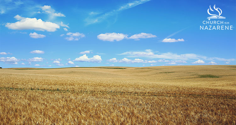 WheatField