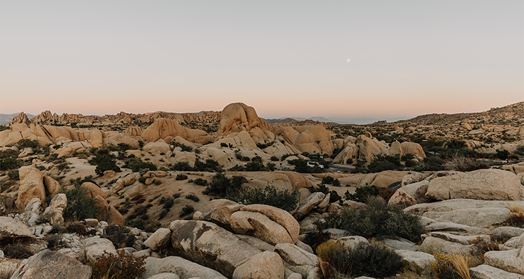 Joshua Tree In Memoriam_0