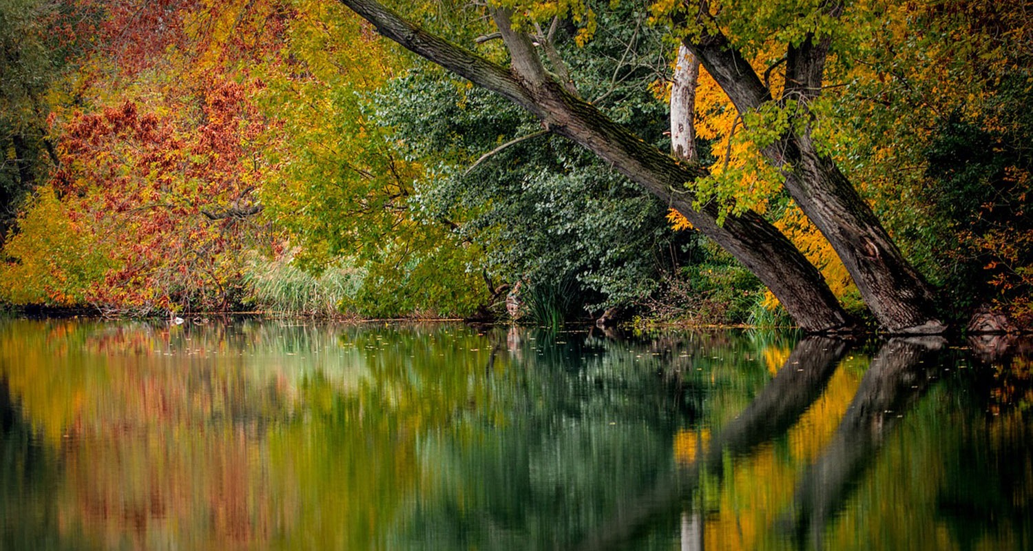 Autumn Trees
